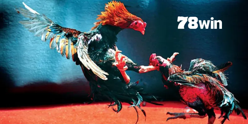 Hướng Dẫn Cách Chọn Mồng Gà Đá Cực Chuẩn Từ Sư Kê 8 Một vài lưu ý trong cách chọn và chăm sóc mồng gà đá