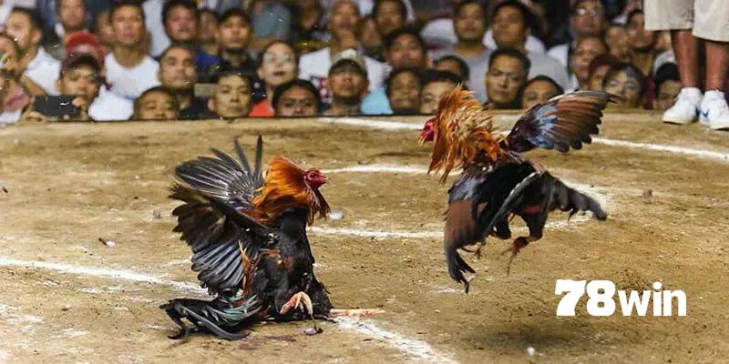 Đánh giá thành tích giúp bạn hiểu rõ chúng có khả năng thắng hay không