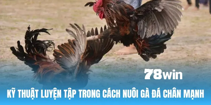 Cách Nuôi Gà Đá Chân Mạnh - Bật Mí Bí Quyết Chuẩn Nhất 2024 6 Cách nuôi gà đá chân mạnh - Kỹ thuật luyện tập quan trọng